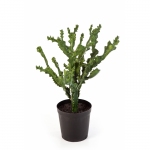 Mountain Cactus 76cm